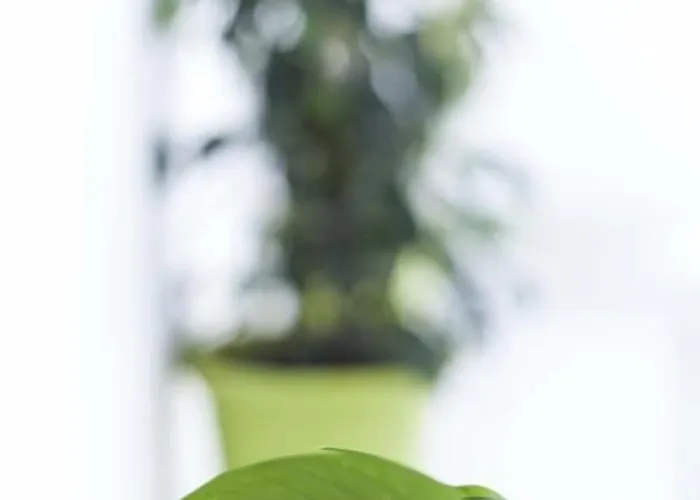 ダウンタウン リバー *