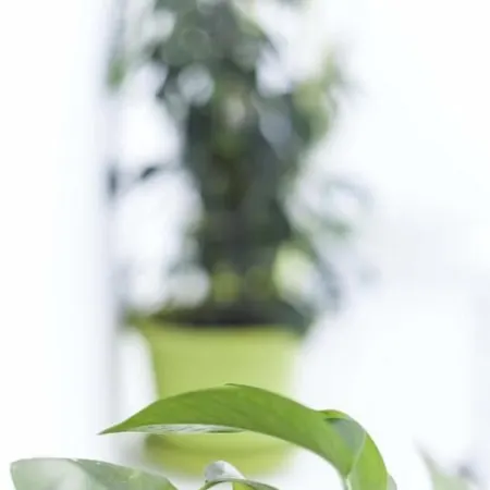 شباب داون تاون ريفر *